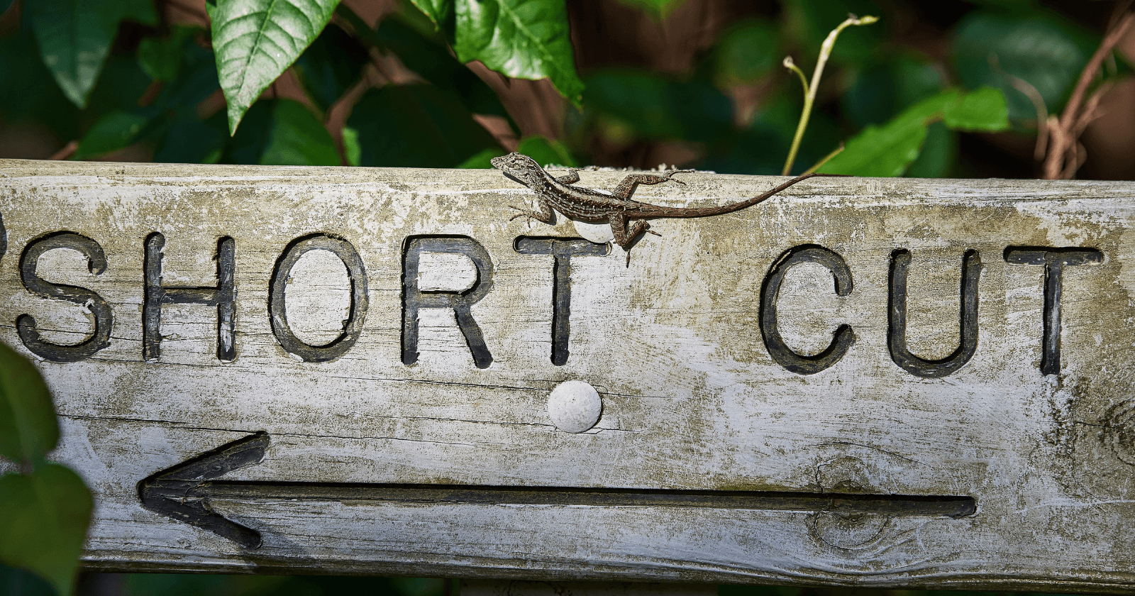 Short-Circuit Evaluation: Making Your Code More Concise